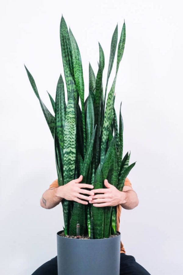 ⁦Sansevieria Laurentii⁩ - الصورة ⁦2⁩